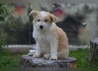Kleiner Kiwi sucht sein Zuhause