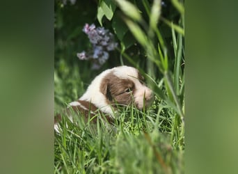 Border Collie Welpen -  Rüden und Hündin