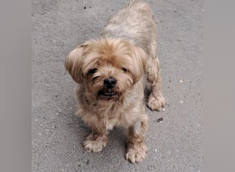 CHARLIE-HATTE EIN ZUHAUSE