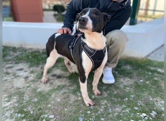 Lebensfreude pur trotz Handicap: Jack!