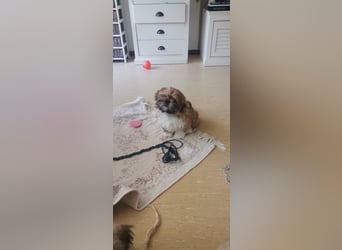 Kleiner LEO sucht seine Menschen