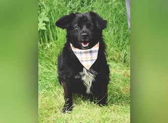 Cooper Y157 ist ein herziger Clown