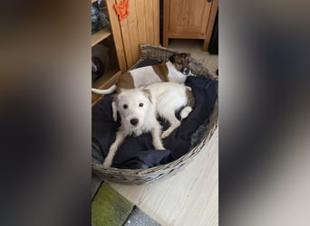 Rüde Braun Weiß Parson Russell Terrier Welpen Bild und Video neu