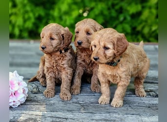 Welpen *Mini Goldendoodle F1b* (Labradoodle,Cockerpoo,Golden Retriever,Kleinpudel)