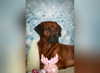 Genetisch Gesunde Rhodesian Ridgeback Welpen erwartet Mitte März 