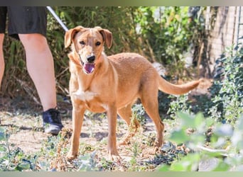 Badou, Mix Labrador / Schäferhund, lieb und sozial