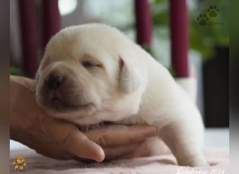 Labrador Welpen in hell gelb - die Buben