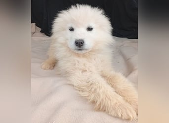 (R) ❤️ kleine Schneeflocke NERO - 3,5 Monate, später 54cm - Samojede