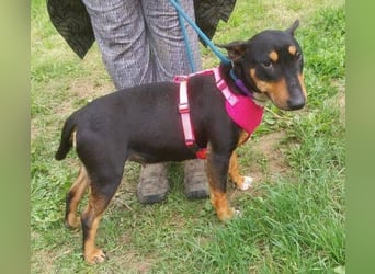 Bella 3, Miniatur Bullterrier Mischling