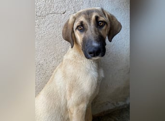 Katinka, geb. ca. 02/2025, lebt in GRIECHENLAND, im städt. Tierheim Serres