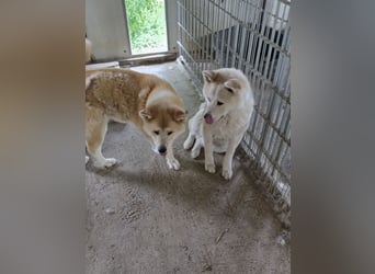 Mizuki und Takara