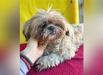 (R) knuffiger kleiner DENI - 8 Jahre, 26cm - Shih Tzu