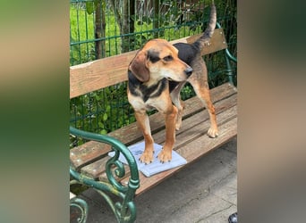 ♥URIEL♥ auf Pflegestelle bei Köln - so aufgeschlossener, lieber, lebhafter Viszla-Mix-Junghund 47cm