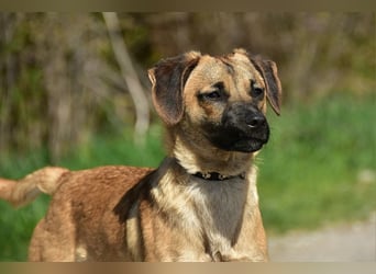 Buffy ist ein fröhlicher, aktiver Hund