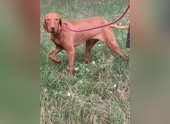 Huba, geboren 01.01.2024, 54cm sucht aktive Menschen (Pflegestelle Deutschland)