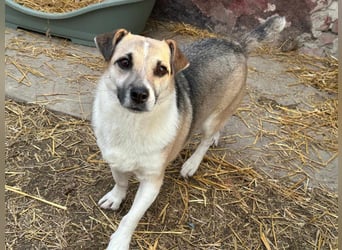 Izisz, geb. 05.01.2023, 42 cm, sucht ihre Familie