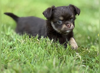 Wir haben aktuell Welpen. 2 Chihuahua Mädels