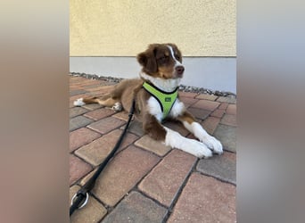 1 kleine Australian Shepherd Hündin( Welpe) braun/redtri (Minimix/Reinrassig)+ Gesundheitszeugnis