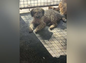 Penelope, ein Herz auf vier Pfoten