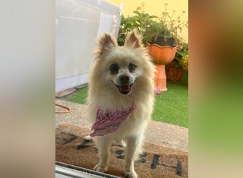 Nara SR – kleine Spitz-Prinzessin sucht endlich ihr Glück