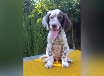 English setter Welpen (3 Rüden, 2 Hündinnen)