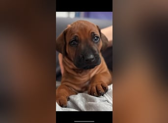 Rhodesian Ridgeback Welpen