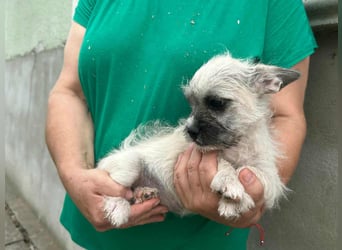 Stella, geboren 01.05.2025, 22cm sucht ihre Menschen