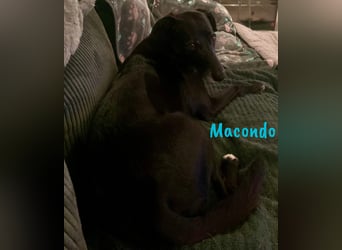 Macondo 04/2020 (in Deutschland) - treuer und liebevoller Labrador-Mix!