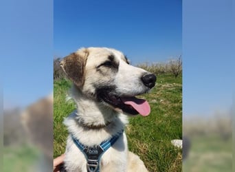 Schmusemaus Gül wäre so gerne Familienhund