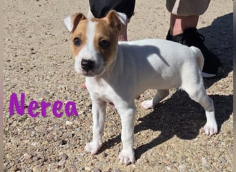Nerea 01/2025 (ESP Pflegestelle) - aufgewecktes, süßes Ratonero Bodeguero Andaluz Mädchen!
