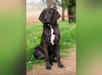 „Roki“, ca. 01.04.2024 geboren, sehr lieber, stattlicher und selbstbewusster Plott Hound Mixhündin,