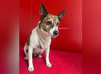 ❤️ liebenswerter kleiner TRÜFFY - 7 Jahre, 30cm/9kg - Mischling
