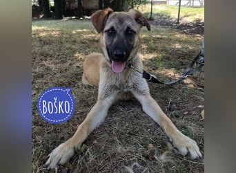 Boško ein Schatz