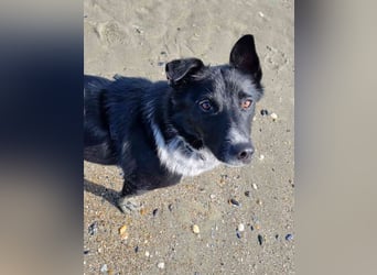 ⭐️NEDDY⭐️, Hündin, 1,5 Jahre, 42 cm, Mischling, Tierschutz