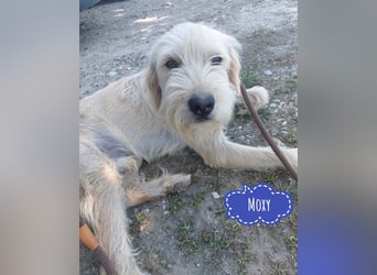 Moxy ein verlorener Schatz