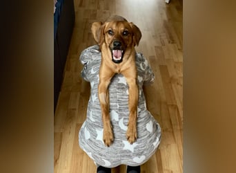 Zuhause voller Liebe für Lou gesucht