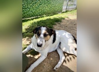 Lino, ein perfekter Begleiter