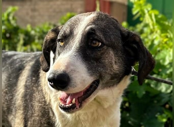 Lola - möchte endlich vertrauen