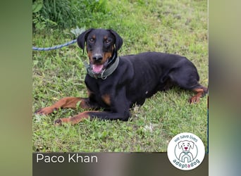 Paco Khan: Kluges Energiebündel