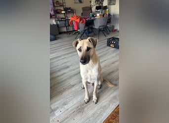 Hallo ich bin Schäferhund Mischling Rudi