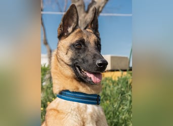 AMILA ❤️ wunderbare Malinois Dame, Pflegefamilie Kempen