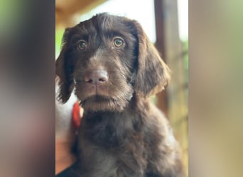 Labradoodle Welpe