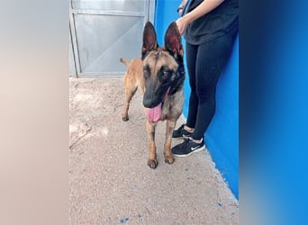 Tintin, traumhafter Malinois Rüde mit bestem Charakter, sehr sozial   Steckbrief Name: Tintin Rasse: