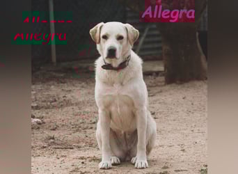 Allegra 04/2021 (in Deutschland) - sanfte, verspielte und feine Labrador Retriever Mix Dame!