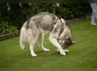 Wapaj - gut erzogener liebevoller Familienhund - Tierhilfe Franken e.V.