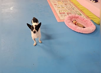 MINNIE ❤️ fröhliche mini Fee