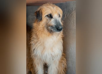 Wakame, wunderbare Dame ihrer Rasse, Gos d Atura /Briard Mix