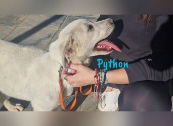 Python 10/2023 (ESP Pflegestelle) - verspielter und menschenbezogener Junghund!