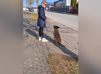 Brutus ein sportlicher verschmuster Malimix
