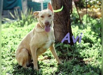 Avi 10/2021 (ESP) - aufgeschlossene und menschenbezogene Labrador-Podenco-Mix Hündin!